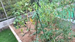 初めての家庭菜園が成功！ 食材を庭で収穫できることに感動